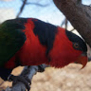 Meet your Posher, Sasha